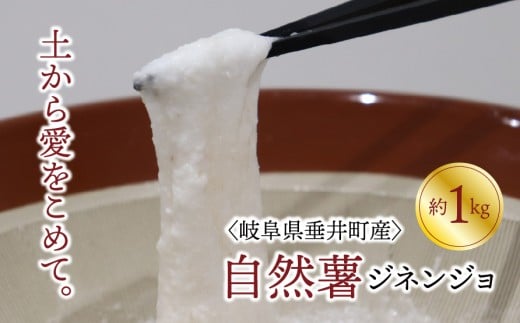 【岐阜県垂井町産】自然薯(ジネンジョ) 約1kg 化粧箱入り