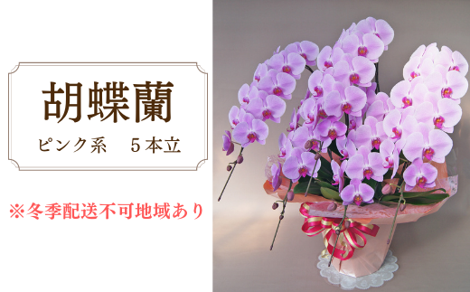 胡蝶蘭　ピンク系　5本立