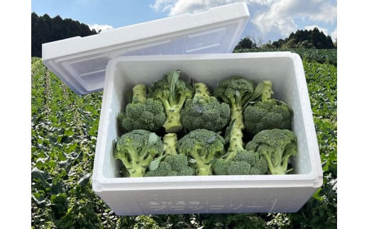 【10月中旬～12月上旬発送】倉吉市 朝どれブロッコリー（6kg）