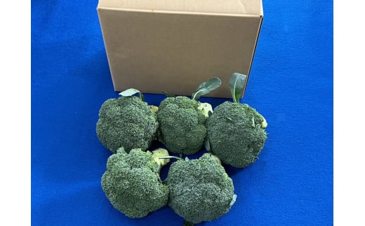 【10月中旬~12月上旬発送】倉吉市 朝どれブロッコリー(1.5kg)