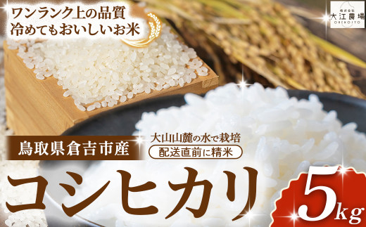 ※1月配送分【令和7産米】倉吉市産 コシヒカリ 5kg ( 大江農場 数量限定 令和7年産米 精米 お米 米 こめ コメ 白米 こしひかり コシヒカリ ブランド米 )