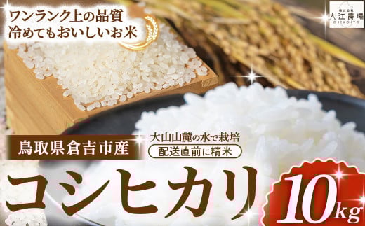 ※1月配送分【令和7産米】倉吉市産 コシヒカリ 10kg(5kg×2袋)大江農場 数量限定 令和7年産米 精米 お米 米 こめ コメ 白米 こしひかり コシヒカリ ブランド米