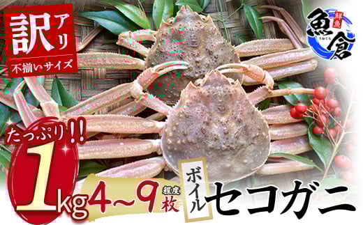 今だけ限定価格!【11月より値上げ】【魚倉】(ボイル)不揃いサイズ 訳ありたっぷり 1kgセット セコガニ (親ガニ、せいこがに) ボイル カニ ズワイガニ 訳あり 冷蔵 カニ爪 わけあり かにしゃぶ カニ刺身 鮮度抜群 国産 高級 足欠け 足かけ 限定価格 限定寄付額 値上対象 鳥取県 倉吉市