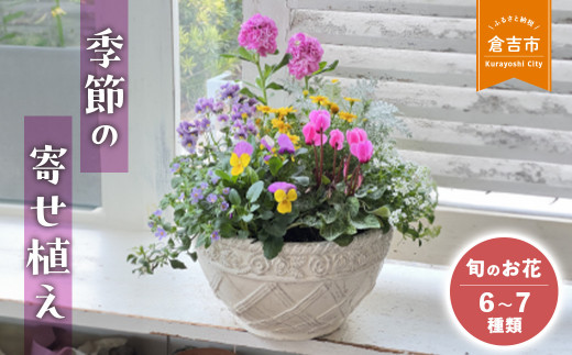 【順次発送】季節の寄せ植え L (6~7種類)各月限定数量 Le Ciel お花 ギフト 花苗 苗 セット 寄せ植え 鉢植え 花壇
