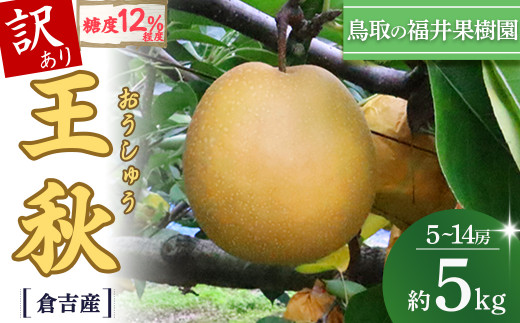 訳あり 先行予約 王秋 5kg【倉吉産】 福井果樹園 梨 なし ナシ おうしゅう 王秋 ブランド梨 鳥取 5kg 果物 フルーツ 和梨 先行予約 数量限定 詰め合わせ 人気 甘い 鳥取県 倉吉市