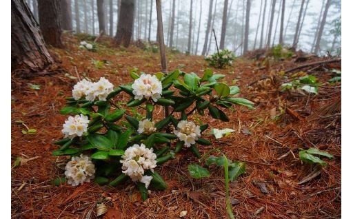 １．北山崎等の自然環境の保全と観光振興に関する事業