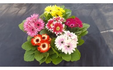 ミニガーベラナカノセレクション3号(9cm)ポット6個(ビビット系ミックス)