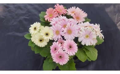 ミニガーベラナカノセレクション3号(9cm)ポット6個(パステル系ミックス)