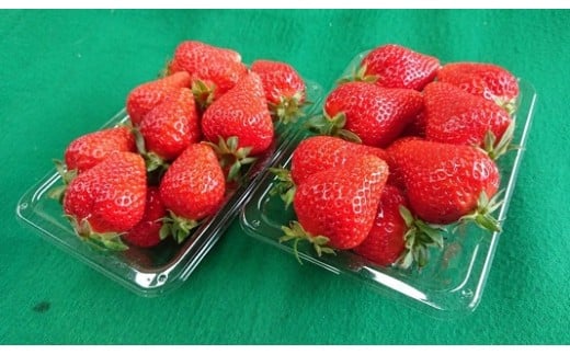 知る人ぞ知る「いちごの名産地」愛知県津島市 生産歴70年の実力とこだわり かとう農園「ゆめのか」いちご4パック【令和8年1月以降順次発送】