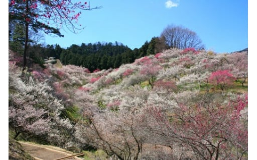 自治体におまかせ