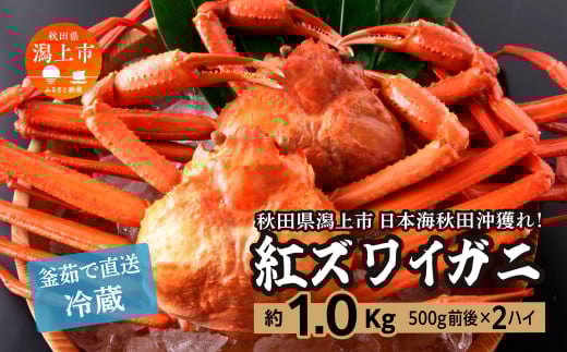 【年内配送】日本海沖産 紅ズワイガニ500g前後×2匹 約1.0kg/冷蔵 冷蔵 ズワイガニ 2匹 約 1.0kg 紅ズワイガニ ベニズワイガニ ずわい ズワイ蟹 ずわいがに ずわい蟹 姿 ボイル 訳あり 蟹 カニ かに 国産 蟹 不揃い 傷 緊急 カニみそ入り 潟上市 【安田水産】