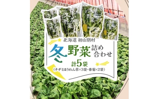 <北海道 初山別村>冬野菜詰め合わせ5袋(チヂミほうれん草×3袋・春菊×2袋)【1665017】