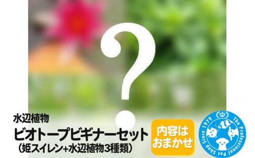 水辺植物 ビオトープビギナーセット(姫スイレン+水辺植物3種類)