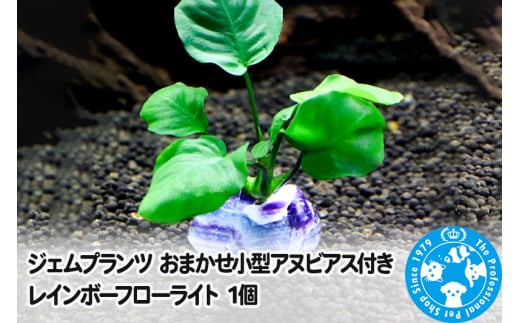 ジェムプランツ おまかせ小型アヌビアス付き レインボーフローライト 1個