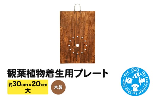 観葉植物着生用プレート 木製 大(約30×20cm) 1枚 コウモリラン ビカクシダ