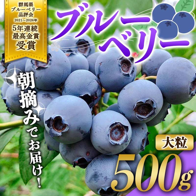 ブルーベリー大粒500g 朝摘みでお届け！【5年連続最高金賞受賞 群馬県ブルーベリー品評会2021~2025年】 大粒 化学農薬不使用 除草剤不使用 フルーツ 果物 F4H-0409
