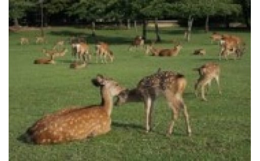 【文化の振興・観光の振興】
奈良の鹿の保護