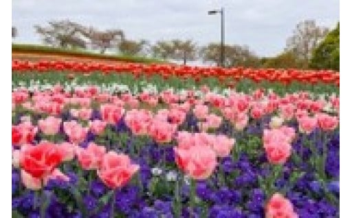 【文化の振興・観光の振興】
奈良県立都市公園の緑化