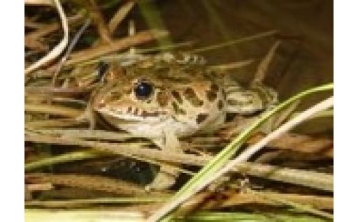 【自然界と人の共生に向けた生物多様性の保全】
絶滅の恐れがある野生動植物の調査・保護