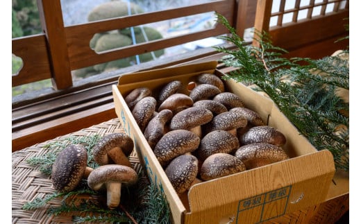 山梨県産 生しいたけ(ジャンボキノコ) 約1kg