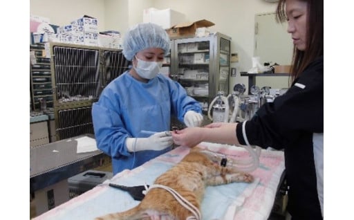 「すべての犬・猫の殺処分数ゼロ」の新たな領域へ