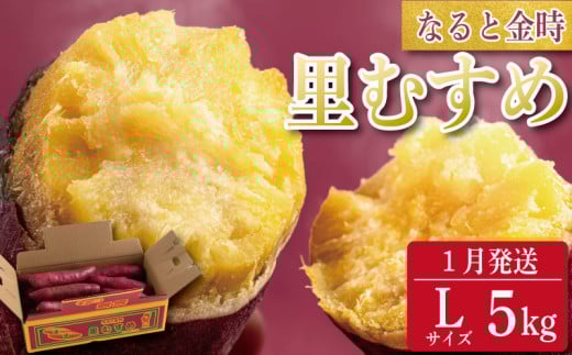 さつまいも 鳴門金時 5kg 2026年1月発送 なると金時 Lサイズ 里むすめ 芋 野菜 スイーツ スイート チップス 棒 箱 詰め 紅 甘い お菓子 金時 大学 種類 生 調理 干し芋 焼き芋 ホクホク ケーキ 産地直送 黄 ふるさと ギフト 年 日 徳島 鳴門