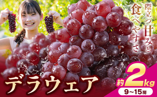【先行予約】デラウェア ぶどう 約2kg 9~15房 フルーツ 果物《6月中旬-7月上旬頃出荷》和歌山県 岩出市 送料無料 一大産地 青果 お取り寄せフルーツ