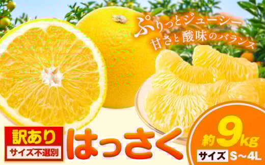 【訳あり/ご家庭用】はっさく 約9kg (4L~Sサイズ サイズ不選別) 早生・晩生指定不可《2月上旬-4月中旬頃出荷》和歌山県 岩出市 産地直送 みかん 八朔 柑橘 果物 フルーツ ご家庭用 ビタミンC たっぷり