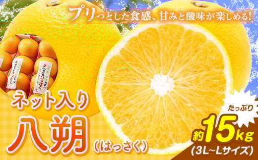八朔(ネット入)約15kg(3L~Lサイズ)JAわかやま 紀の里地域本部《1月上旬-4月中旬に出荷予定(土日祝除く)》和歌山県 岩出市 産地直送 みかん 八朔 柑橘 果物 フルーツ ビタミンC たっぷり