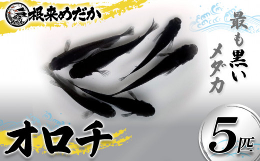 オロチメダカ 5匹 根来めだか《90日以内に出荷予定(土日祝除く)》和歌山県 岩出市 めだか オロチ メダカ 黒色 観賞用 送料無料 x-1