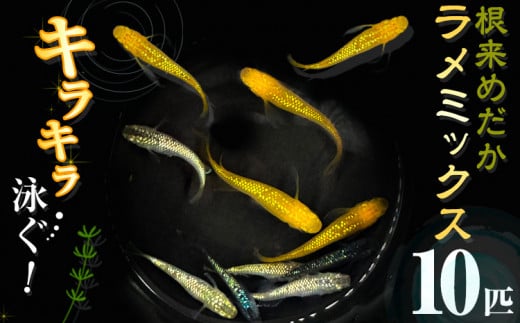 メダカ(ラメミックス) 10匹 根来めだか《90日以内に出荷予定(土日祝除く)》和歌山県 岩出市 めだか 観賞魚 ラメミックス ラメメダカ ラメ 送料無料 x-1