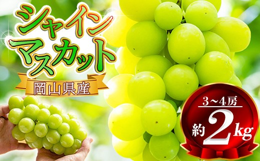 【2026年発送先行予約】 岡山県産 シャインマスカット 約2kg(3房~5房) 家庭用 訳あり  /  岡山 岡山県  人気 葡萄 ぶどう 果物 特選 フルーツ ぶどう 先行予約  2kg 特選  2.0 2キロ 2房 3房 4房  2026年9月~10月 受付順に発送予定