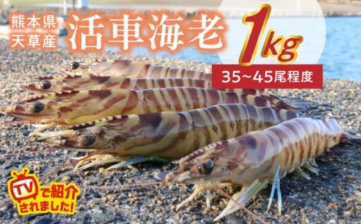 S146-001-02_活車海老【2025年12月中旬~下旬にかけて順次発送】