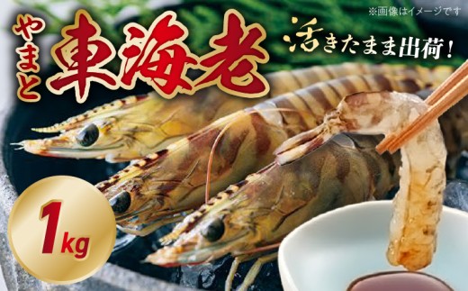 活き車海老「やまと車海老」1kg_S010-008
