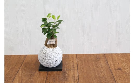 S060-082_エコ・ポチ スフィア 白 ガジュマル 観葉植物