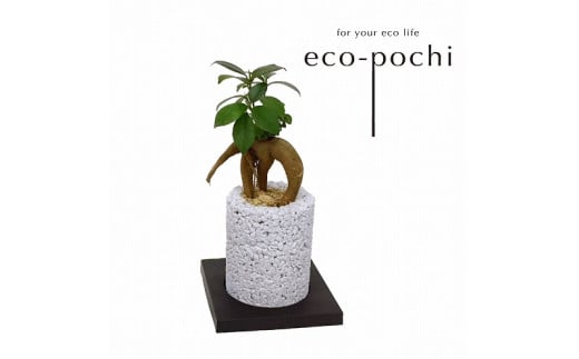 S060-085_エコ・ポチ シリンダー 白 ガジュマル