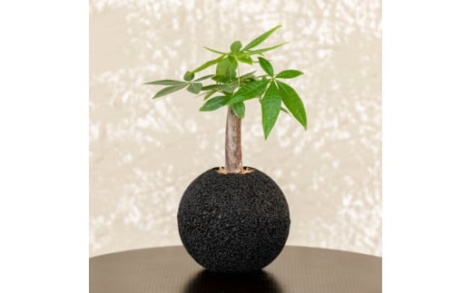 S060-097_エコ・ポチ スフィア パキラ 黒(竹炭)