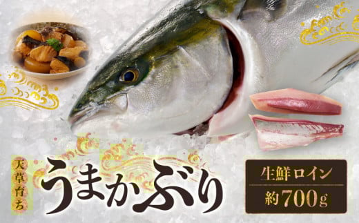 S137-010_【天草育ち】活じめ!うまかぶり生鮮ロイン2節 約700g(切るだけ、手間いらず)