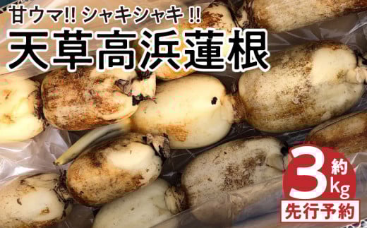 S089-010_天草 高浜蓮根 約3キロ