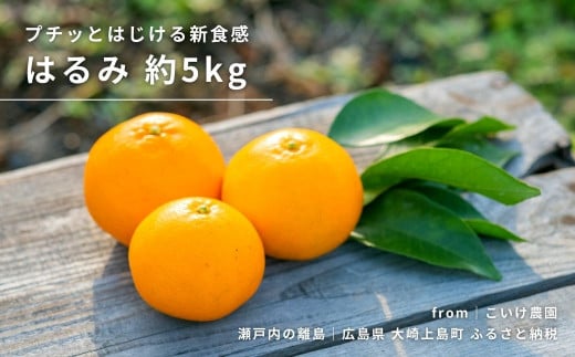 はるみ 約5kg 1~2月発送予定 こいけ農園 広島県 大崎上島町 瀬戸内 離島 濃厚 果物 フルーツ 柑橘 みかん 送料無料 産地直送