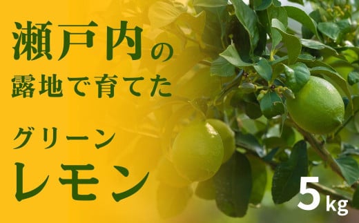 瀬戸内の露地 グリーンレモン 約5kg 10〜11月発送 皮まで丸ごと食べられる ワックス不使用 防腐剤不使用 フルーツ レモン 広島 大崎上島 せとうち 檸檬 柑橘 健康 ビタミンC クエン酸 岩﨑農園