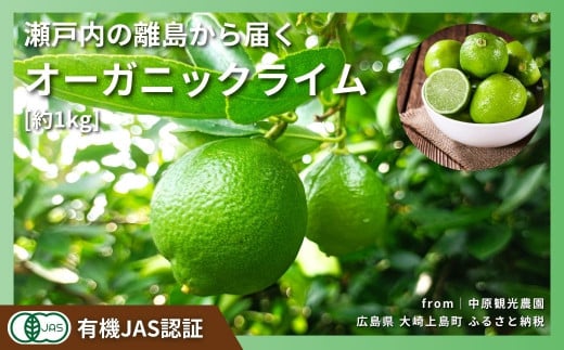 [予約] 9〜10月発送 大崎上島産 有機JAS認証!オーガニックライム 約1kg