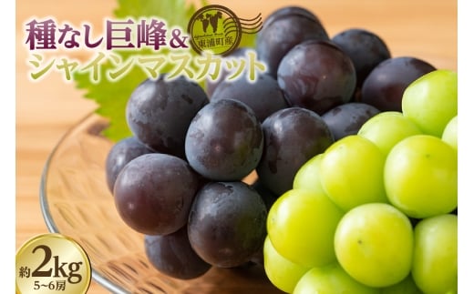【先行予約】<2026年発送>東浦町産 種なし巨峰&シャインマスカット詰め合わせ 約2kg(5~6房)│ぶどう ブドウ マスカット 葡萄 巨峰 種なし 種無し シャインマスカット 高級 フルーツ 果物 新鮮 農家直送 フレッシュ デザート おやつ 種なし 皮ごと 愛知県 東浦町