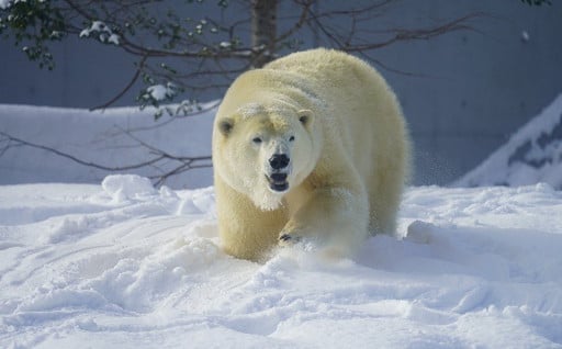 円山動物園への支援（動物園応援基金）