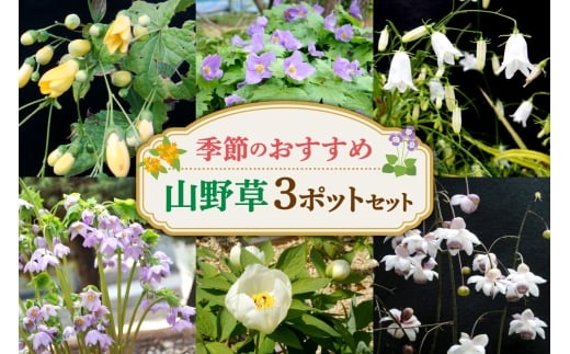 季節のおすすめ山野草3ポットセット