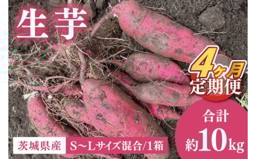 【2026年1月上旬から発送】【4ヶ月定期便】生芋10㎏ S~Lサイズ混合 1箱【芋 さつまいも サツマイモ  阿見町 茨城県】(56-17)