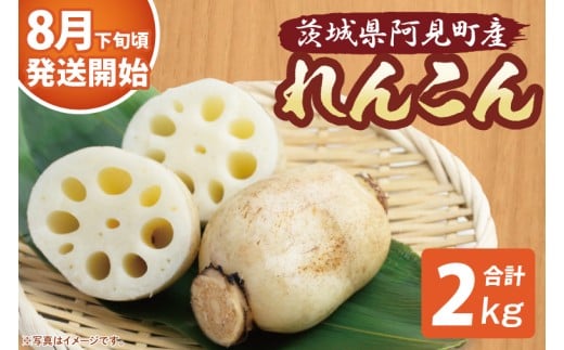 【期間限定】れんこん2kg【絶品 蓮根 レンコン 高級感 茨城県産 茨城県 阿見町】(89-01)