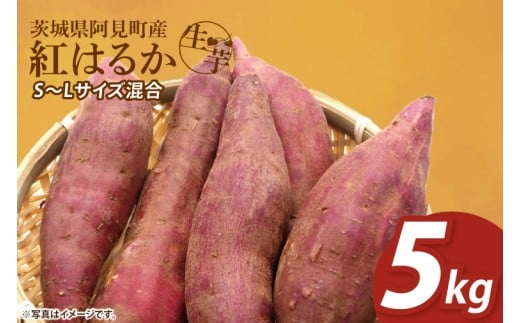 【12月下旬より順次発送】さつまいも 紅はるか5kg【甘藷 甘い さつま芋 サツマイモ 薩摩芋 茨城県産 茨城県 阿見町】(90-04)