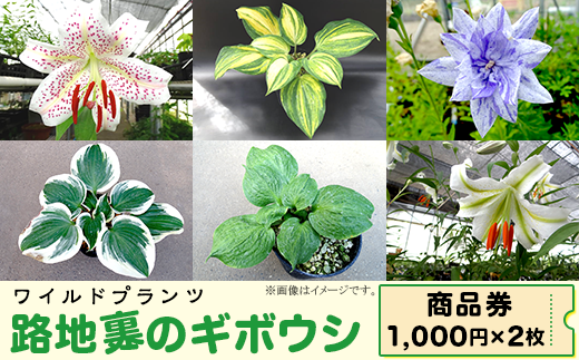 53-01 「路地裏のギボウシ」商品券 2,000円分【植物 希少 品種 多肉植物 利用券 利用チケット 茨城県 阿見町】