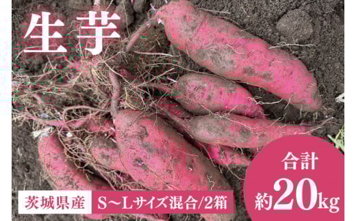 【先行予約12月下旬から発送】生芋20kg S～Lサイズ混合 2箱｜サツマイモ さつま芋 さつまいも 芋 いも 野菜  紅はるか 茨城県 阿見町 阿見 20000円以内 2万円以内(56-07)